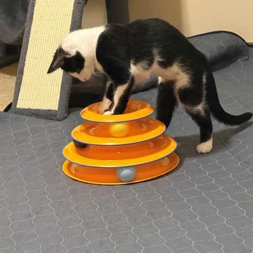 A baby small-sized female Domestic Short Hair cat named Jackie for adoption in Kenosha, WI