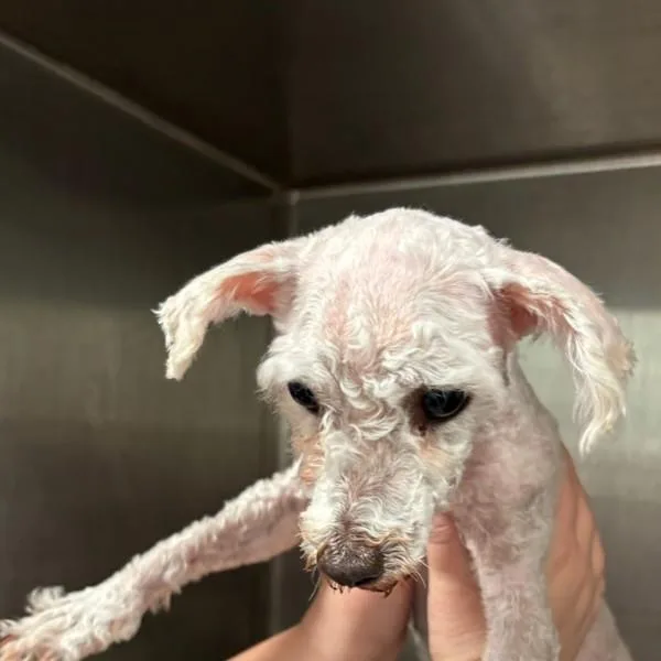 An adult small-sized female Miniature Poodle dog named Storrie for adoption in Des Moines, IA