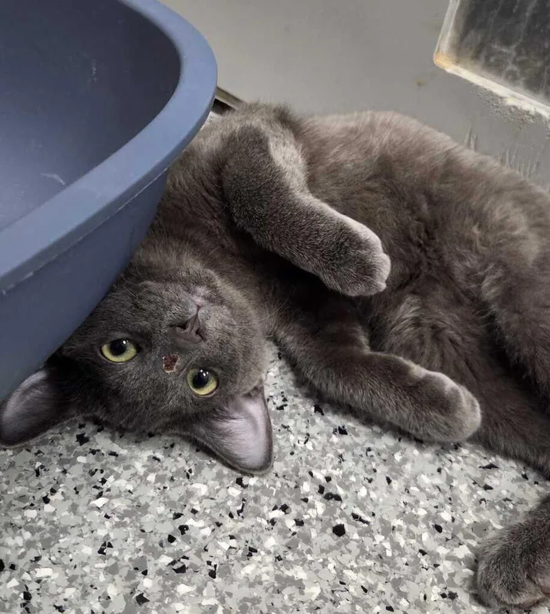 A young medium-sized male Gray / Blue / Silver Domestic Short Hair cat named Alfonso for adoption in Fruit Heights, UT