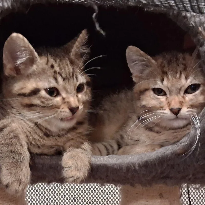 A baby medium-sized male Tabby (Brown / Chocolate) Domestic Short Hair cat named Charlie Brown & Linus for adoption in Lake Orion, MI