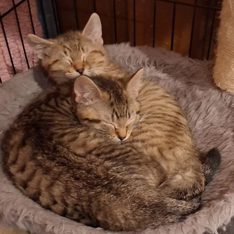 Charlie Brown & Linus thumbnail 3