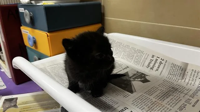 A baby small-sized female Domestic Short Hair cat named Lola for adoption in Grand Prairie, TX