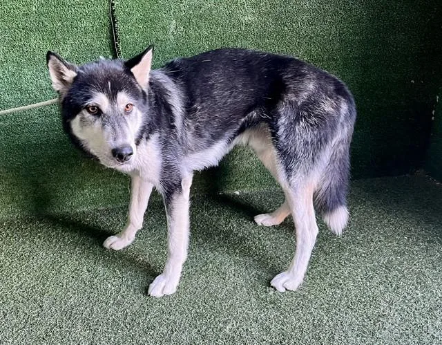 An adult medium-sized male Siberian Husky dog named Benji for adoption in Lancaster, CA