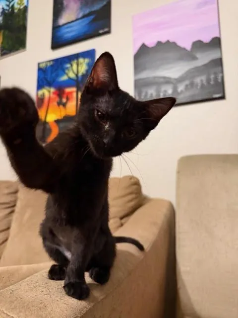 A young medium-sized female Domestic Short Hair cat named Nova for adoption in Fort Collins, CO