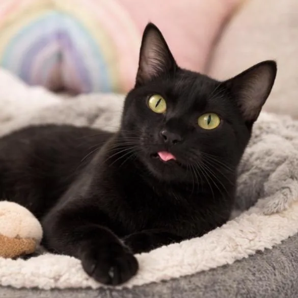 Cloverleaf thumbnail 2