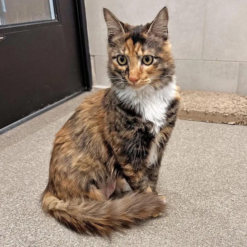 A young medium-sized female Domestic Short Hair cat named Calbert for adoption in Hailey, ID