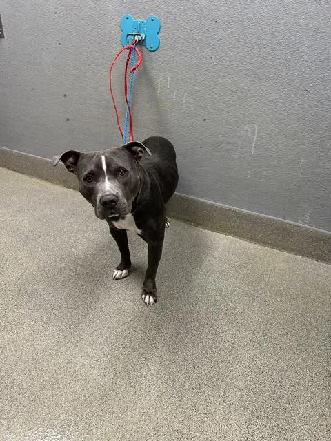 A young medium-sized male Pit Bull Terrier dog named Zak for adoption in Las Vegas, NV