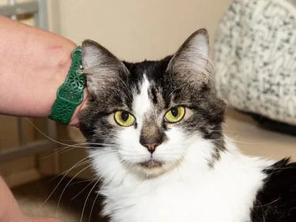 An adult small-sized female Domestic Short Hair cat named Indie for adoption in Longmont, CO