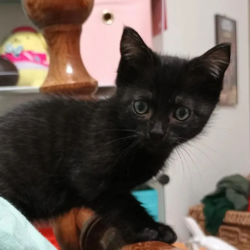 A baby small-sized male Domestic Short Hair cat named Banjo for adoption in Corpus Christi, TX