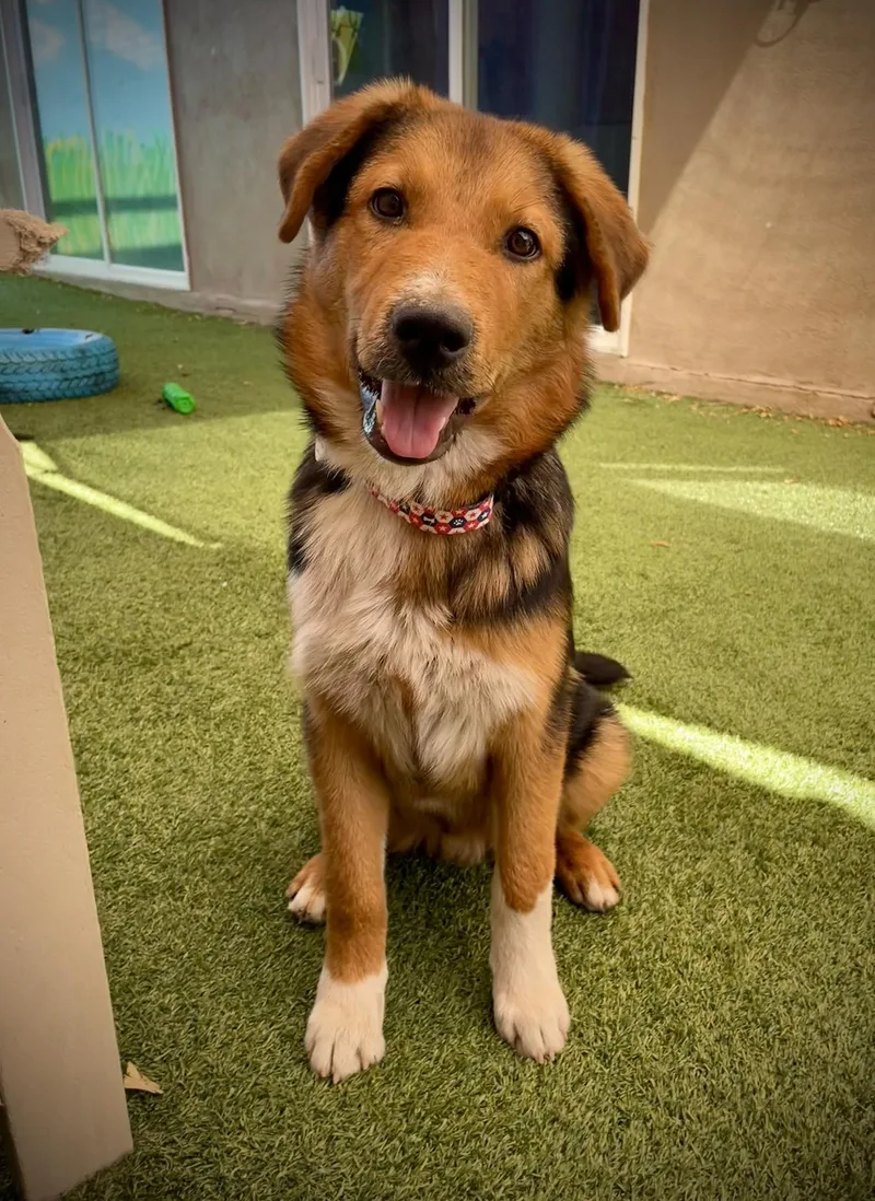A young medium-sized male Golden Australian Shepherd dog named Eli for adoption in Phoenix, AZ