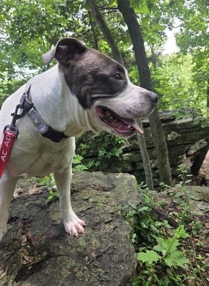 An adult large-sized female White / Cream Pit Bull Terrier dog named Zola for adoption in Kansas City, MO