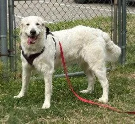 An adult large-sized female Great Pyrenees dog named Da  Saddie for adoption in Glen Allen, VA