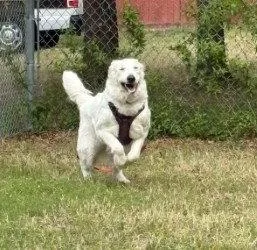 Da  Saddie thumbnail 2