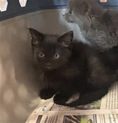 A baby small-sized female Domestic Short Hair cat named Syrax for adoption in Louisville, KY