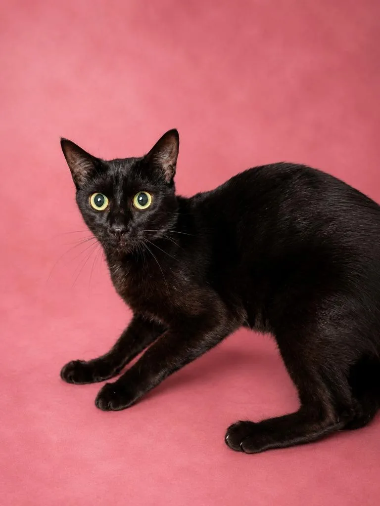A young medium-sized female Domestic Short Hair cat named Luna the Cat for adoption in Wauchula, FL