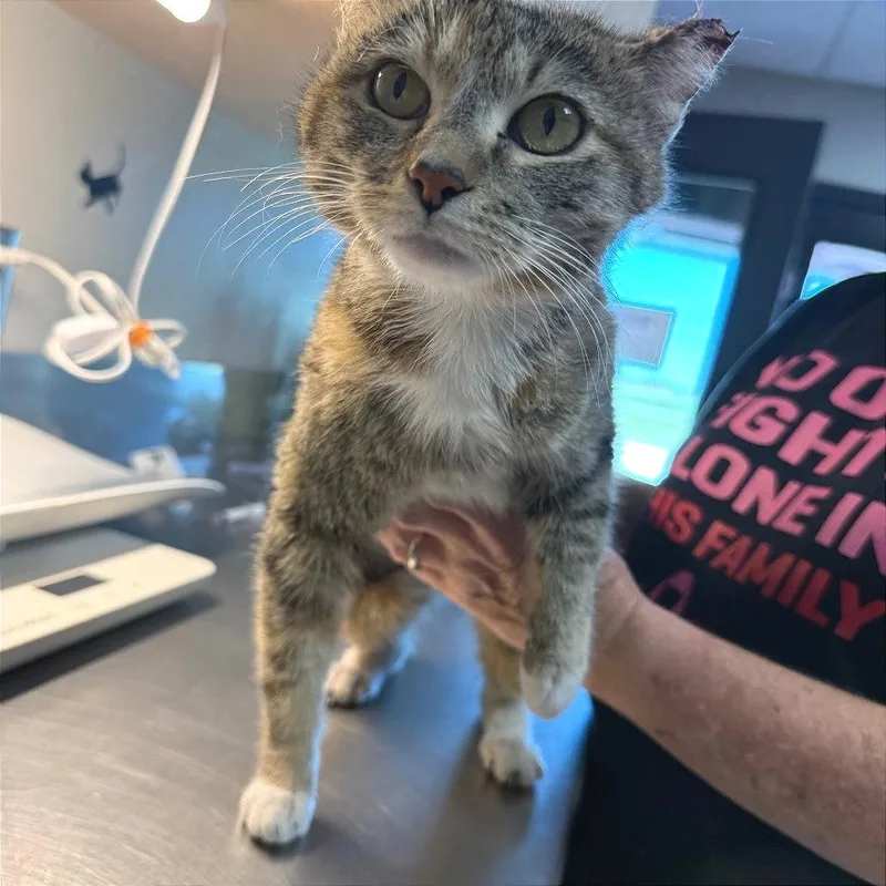 A young medium-sized female Calico Domestic Short Hair cat named Darla for adoption in Ponca City, OK