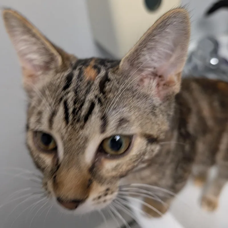 A baby medium-sized female Torbie Torbie cat named Nicole for adoption in Reisterstown, MD