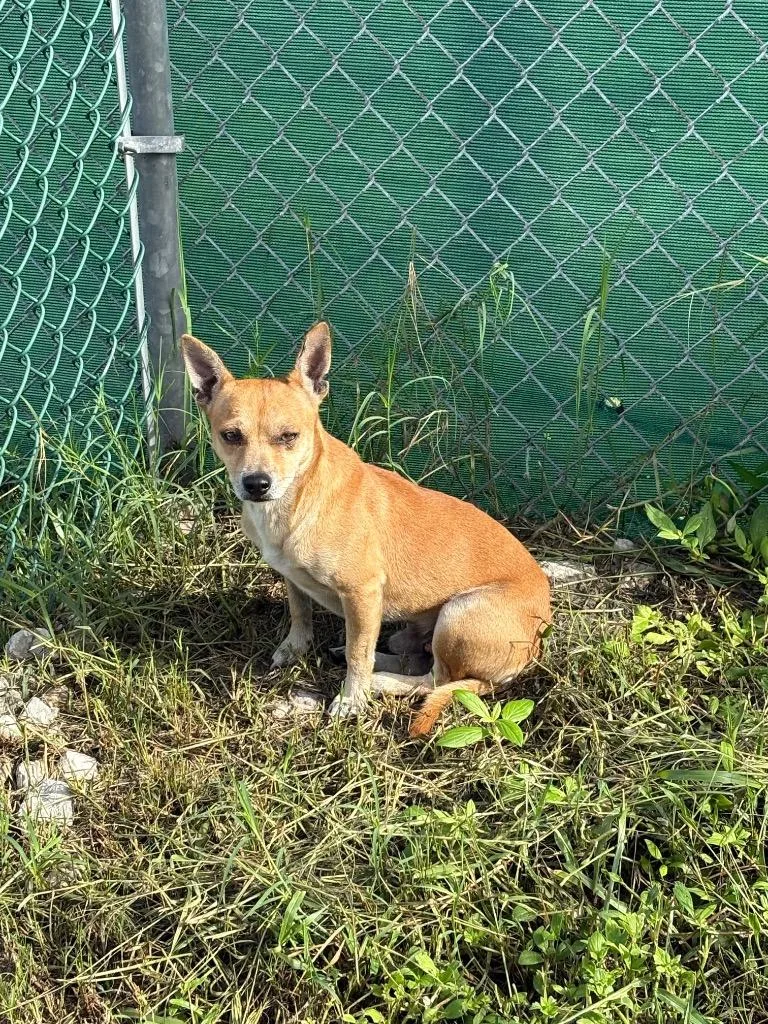A young small-sized male Terrier dog named Bentley for adoption in Wauchula, FL