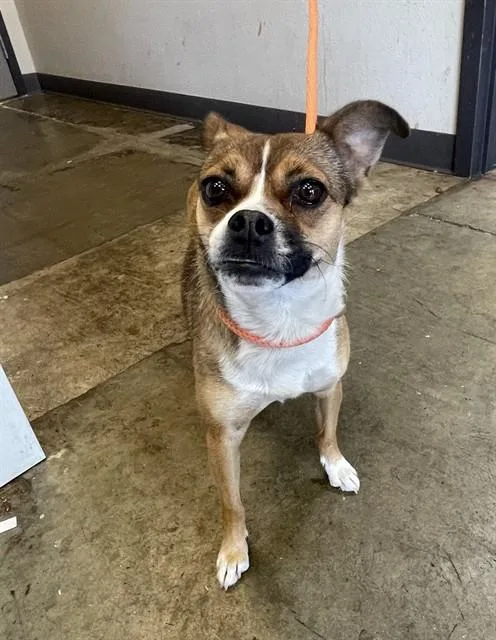 A young small-sized female Chihuahua dog named Molly for adoption in Ontario, CA