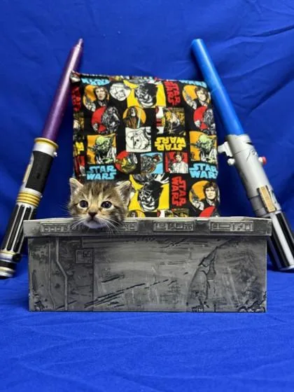 A young small-sized male Domestic Short Hair cat named Cyril for adoption in San Antonio, TX