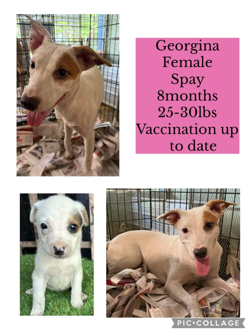 A young medium-sized female Mixed Breed dog named Georgina for adoption in San Juan, PR