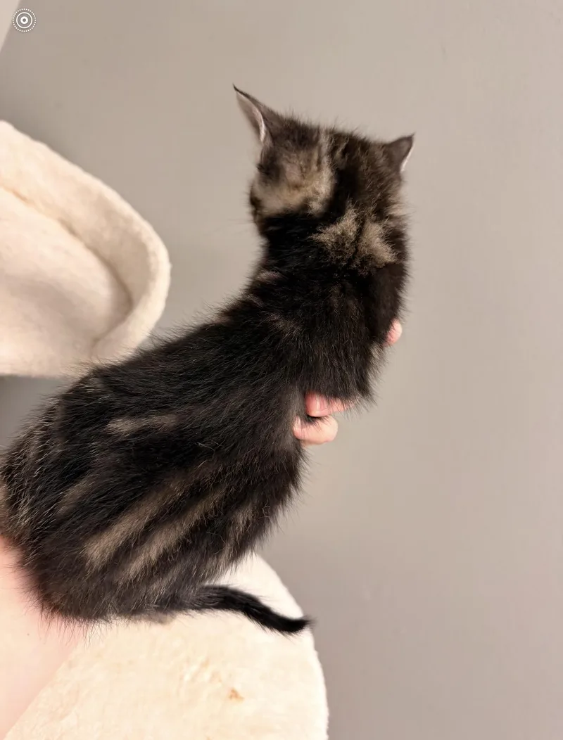 Pickles thumbnail 3