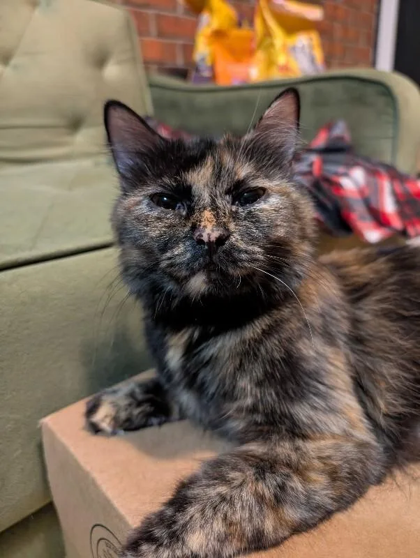 An adult medium-sized female Tortoiseshell Domestic Long Hair cat named Butter Cake for adoption in Fort Collins, CO