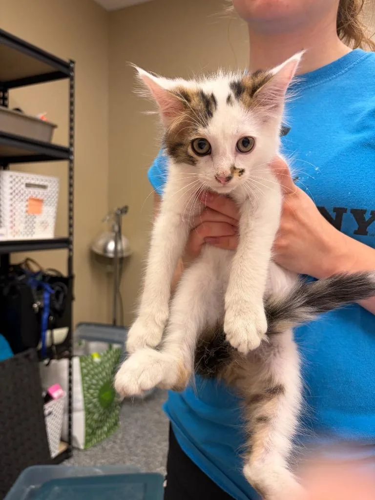 A baby small-sized male Domestic Medium Hair cat named Kickflip for adoption in Liverpool, NY
