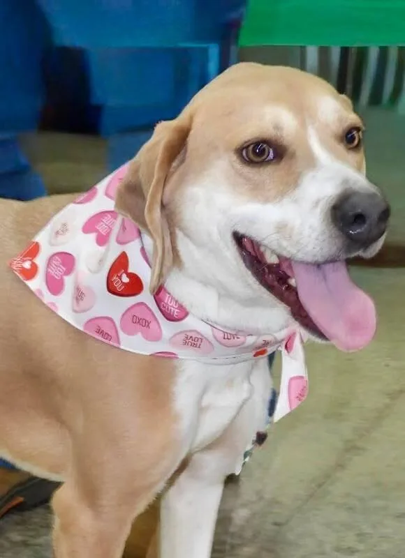 An adult medium-sized male Yellow / Tan / Blond / Fawn Foxhound dog named Troy for adoption in Maryville, TN