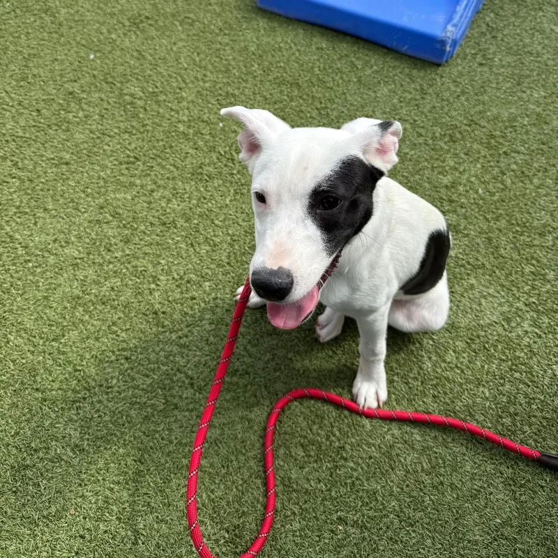 A young medium-sized male White / Cream Labrador Retriever dog named Tommy for adoption in St. Charles, MO