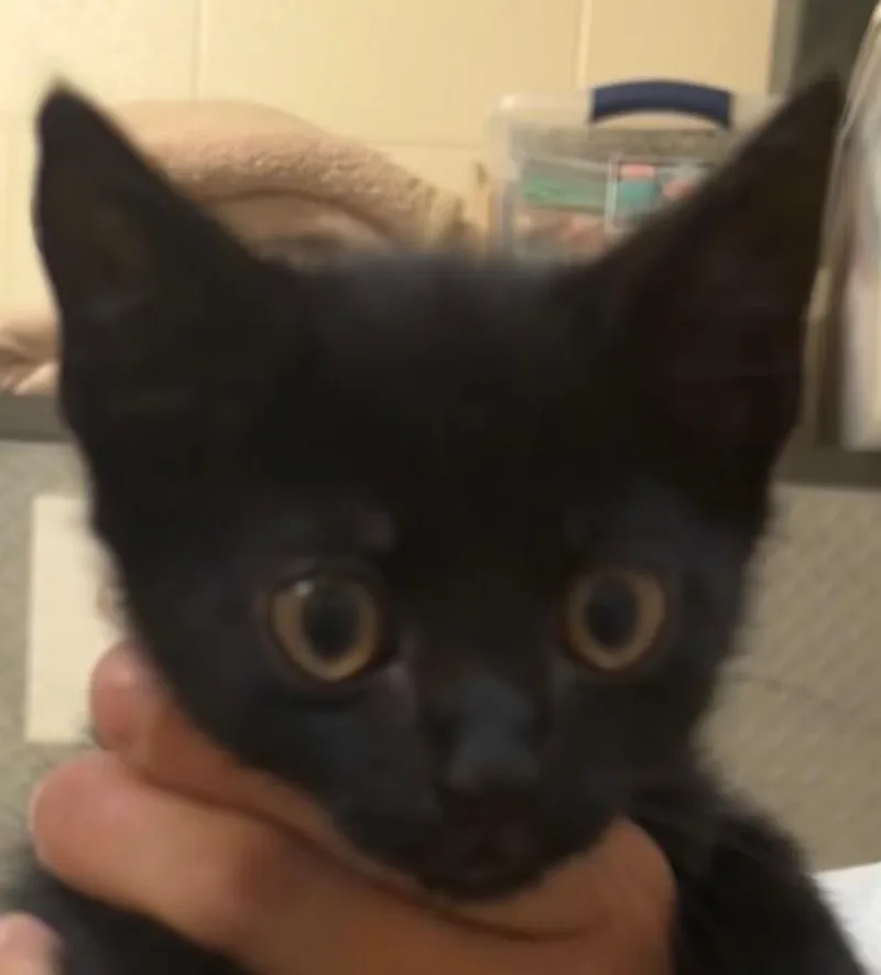 A baby small-sized male Domestic Short Hair cat named Achilles for adoption in Elizabethton, TN
