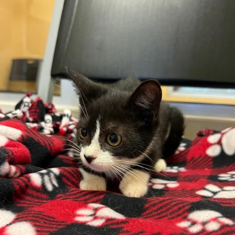 A baby small-sized male Black Domestic Short Hair cat named Simon for adoption in Naples, FL