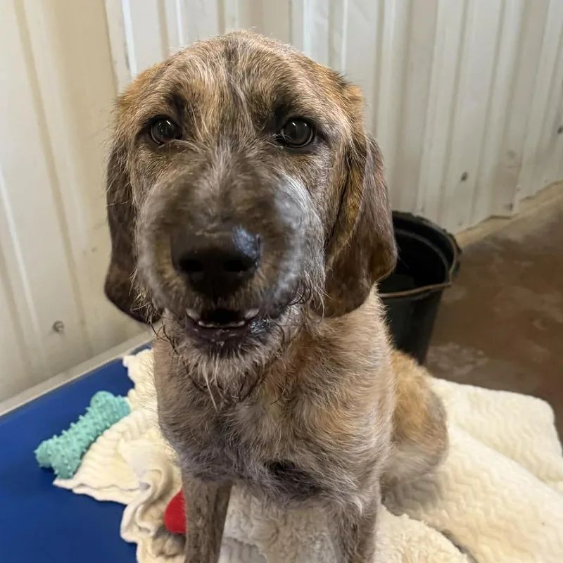 A young medium-sized male Brindle German Shepherd Dog dog named Tank for adoption in Stephenville, TX