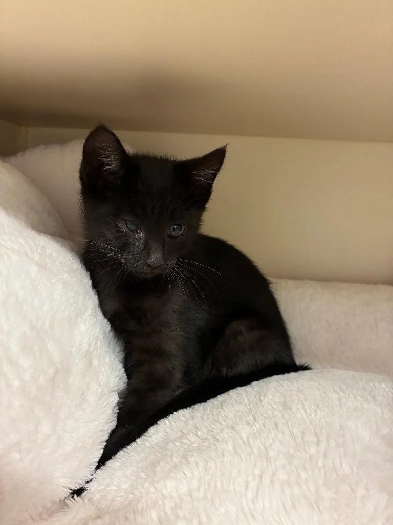A baby medium-sized female Domestic Short Hair cat named Penina for adoption in Bloomington, IN