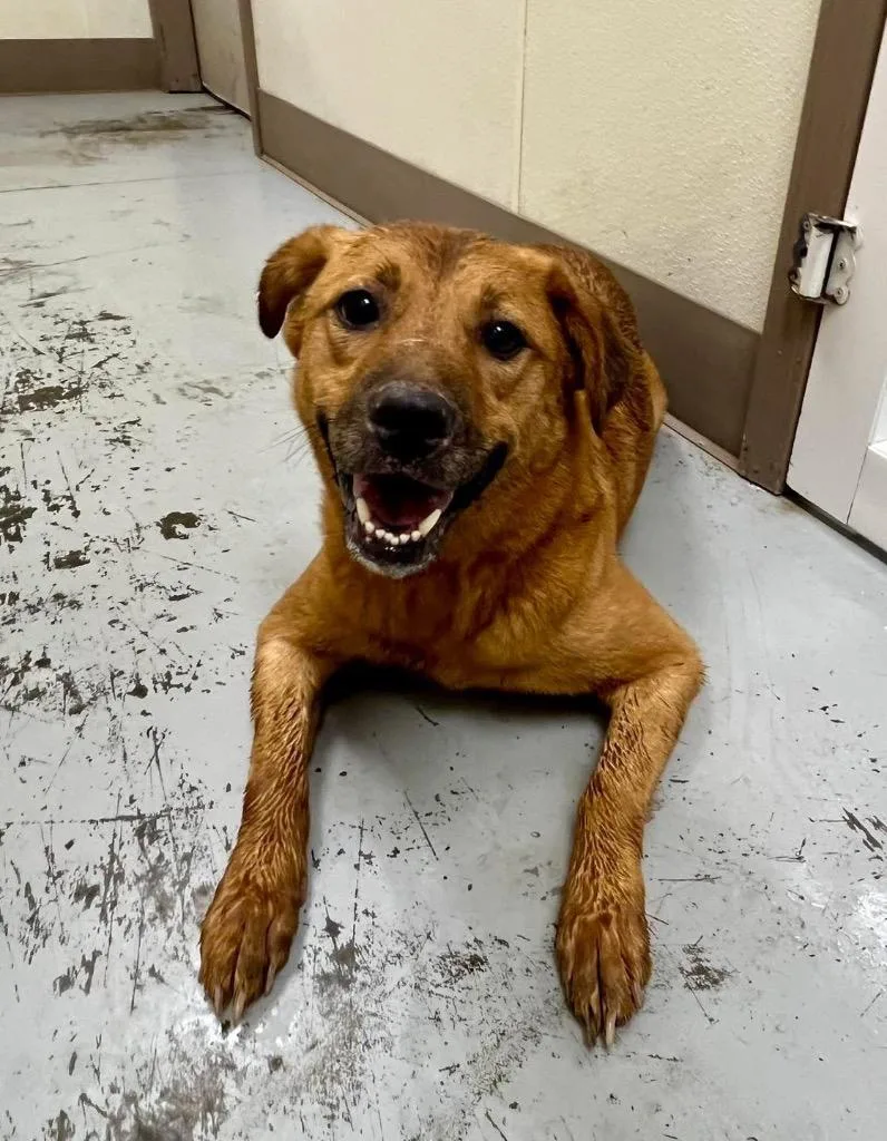 An adult medium-sized female Labrador Retriever dog named Renesmee for adoption in North Vernon, IN