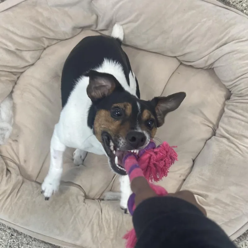Milo