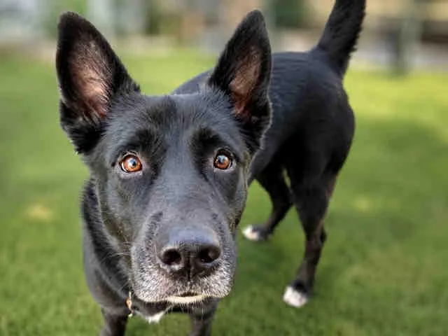 An adult medium-sized female German Shepherd Dog dog named Emmy for adoption in Bonita, CA