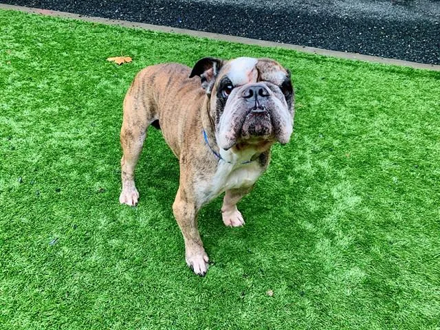 An adult medium-sized male Brown / Chocolate English Bulldog dog named Save Me Please Mazi for adoption in San Marcos, CA