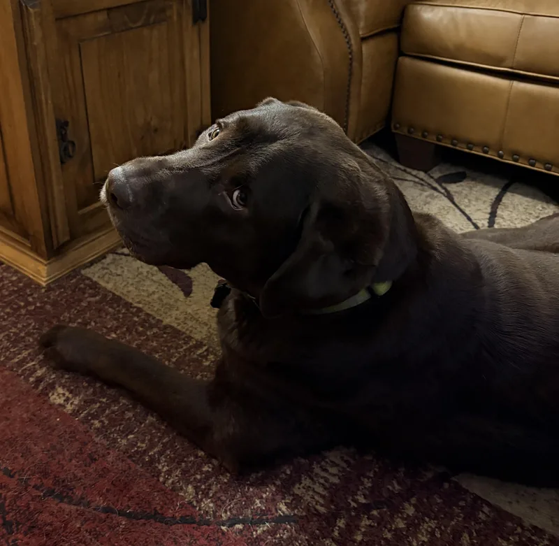 An adult large-sized male Brown / Chocolate Labrador Retriever dog named Corky for adoption in Warrington, PA