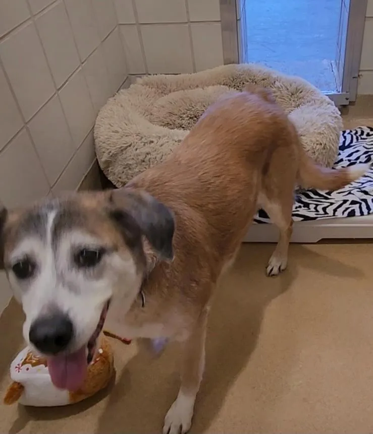 A senior large-sized female Labrador Retriever dog named Hazel for adoption in Derwood, MD