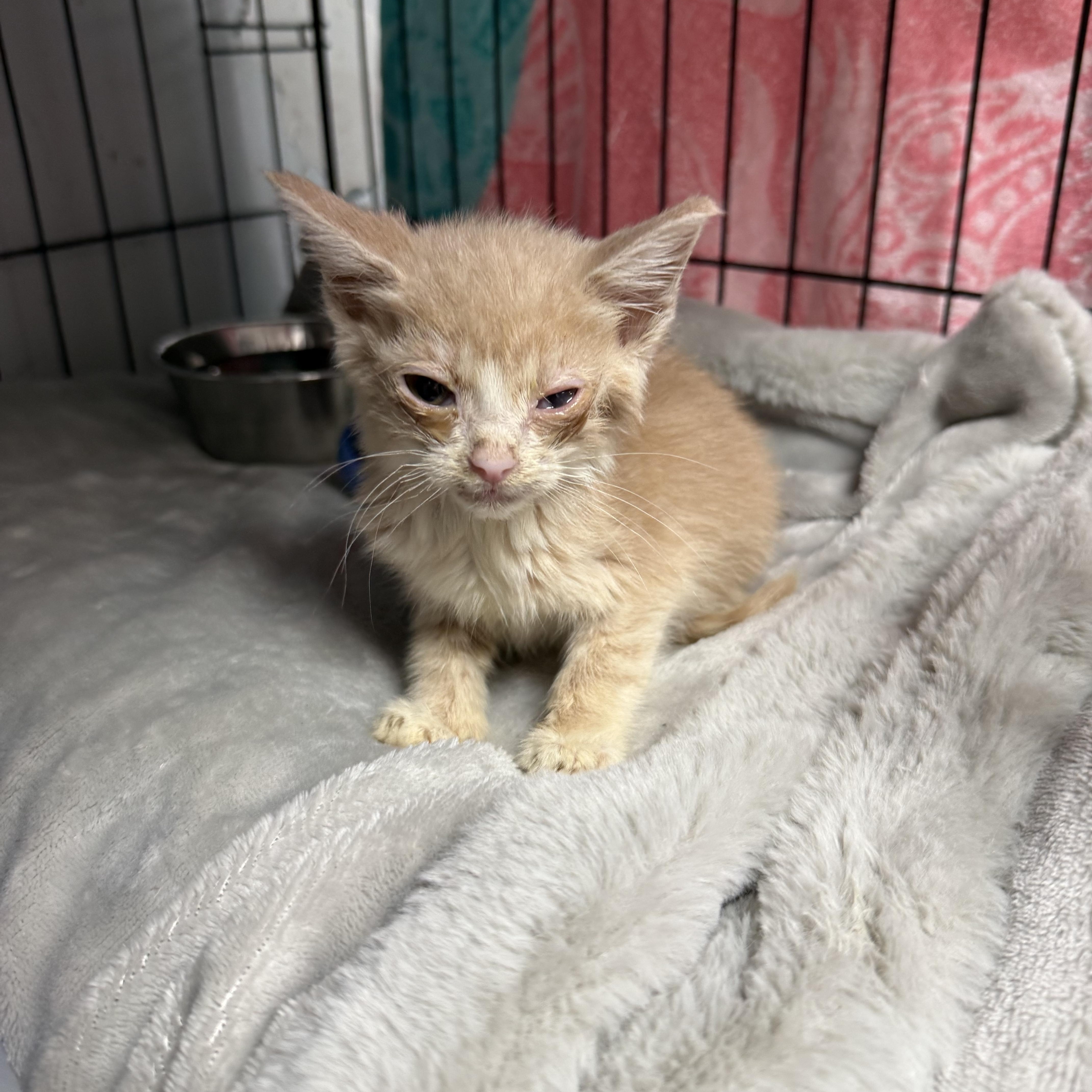 A baby medium-sized male Orange & White Domestic Short Hair cat named Dorito Fingers for adoption in Columbia, SC
