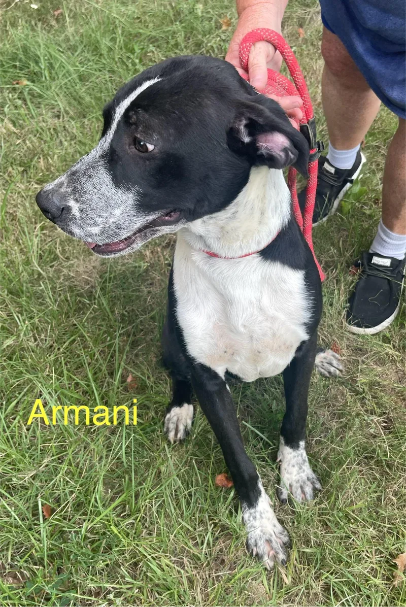 Armani thumbnail 2