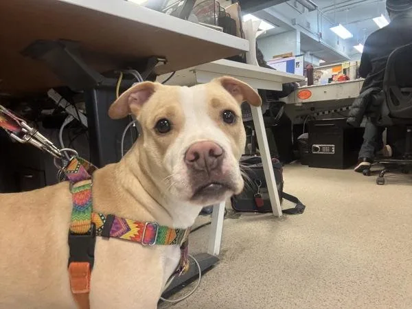 Panna Cotta thumbnail 2