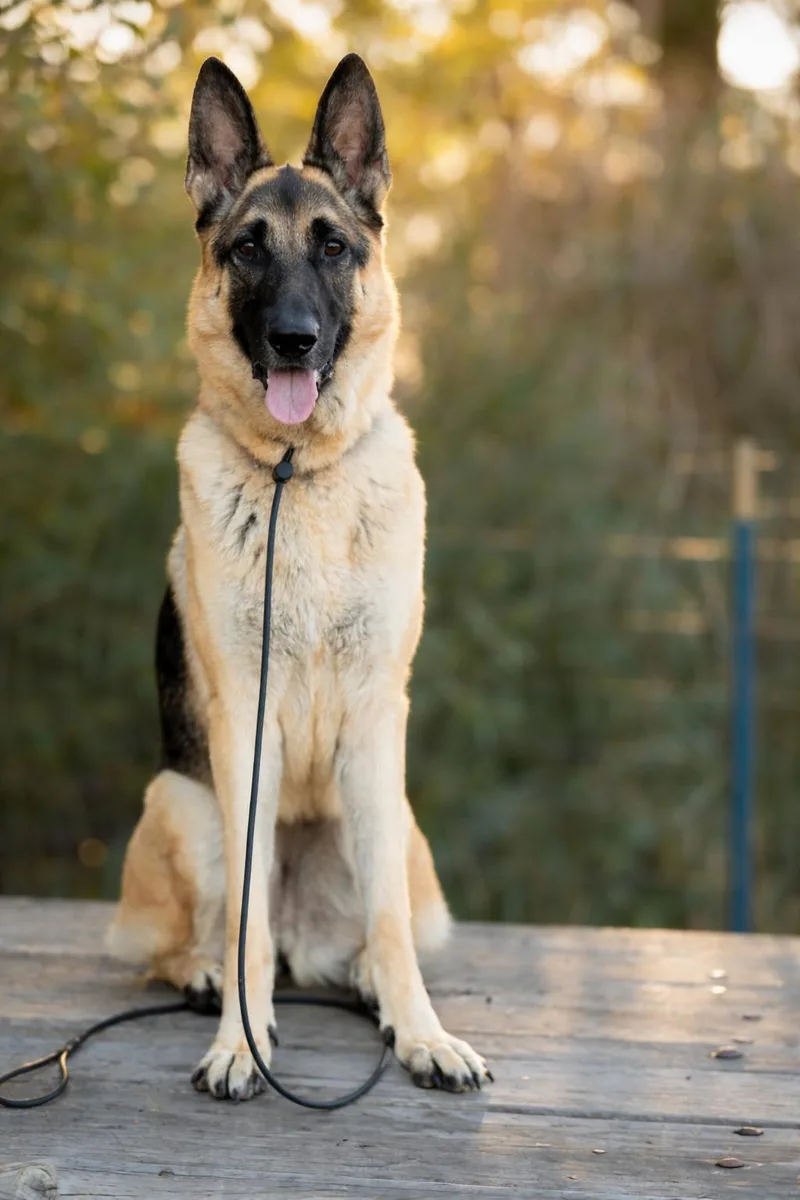 An adult large-sized female German Shepherd Dog dog named Susy for adoption in Santa Rosa Valley, CA