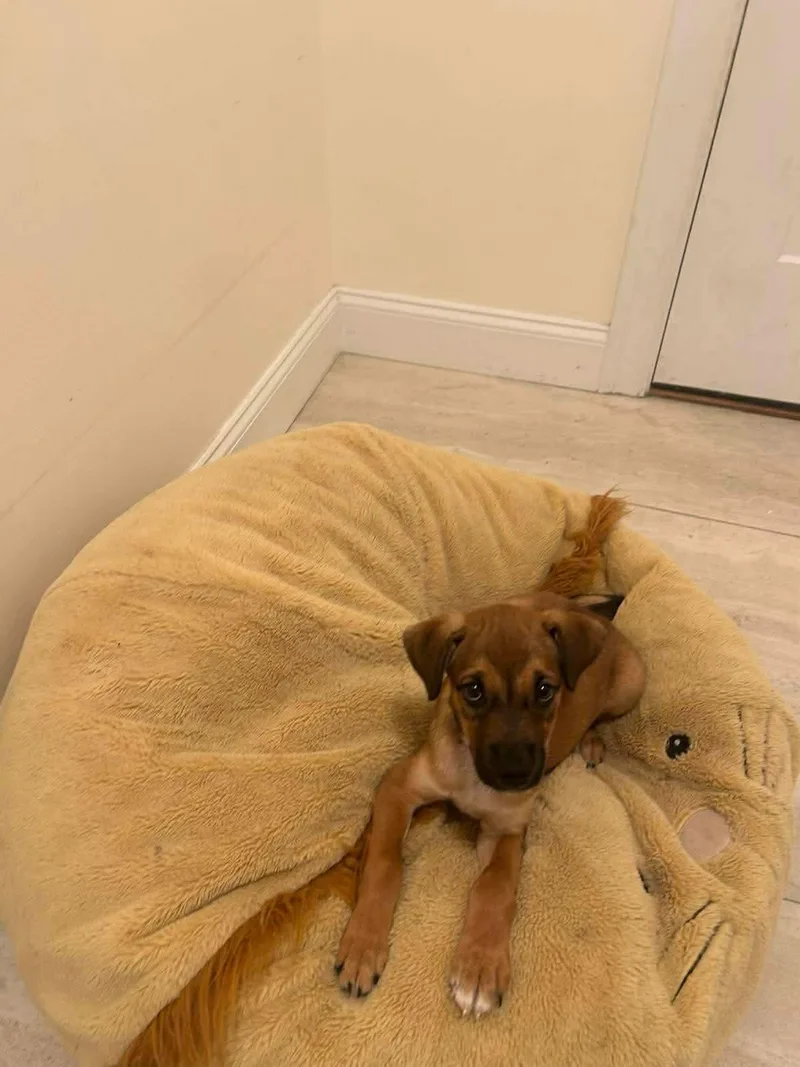 A baby medium-sized female Hound dog named Violet for adoption in Carmel, NY