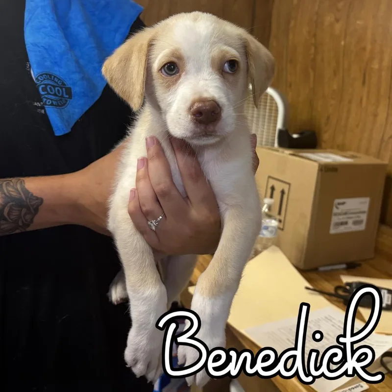 A baby medium-sized male Retriever dog named Benedick for adoption in Hillsboro, OH
