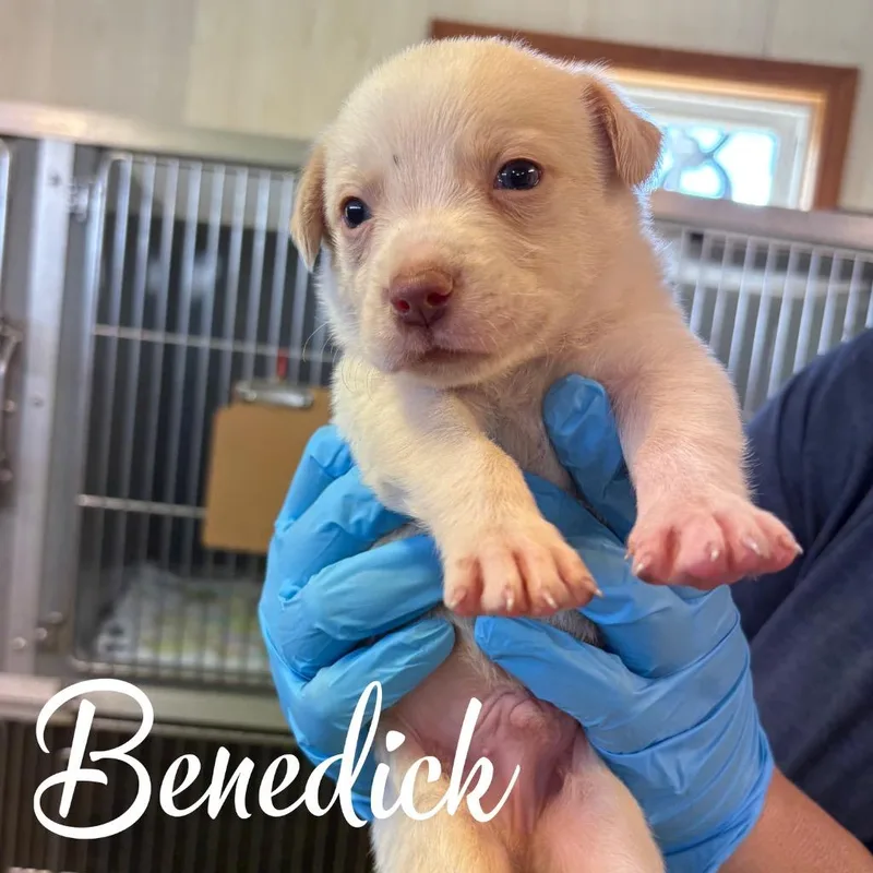 Benedick thumbnail 2