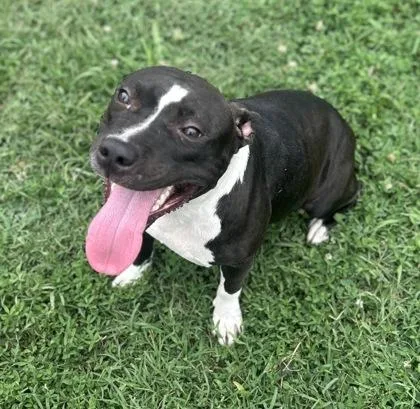 An adult medium-sized female Mixed Breed dog named Plumella for adoption in West Chester, PA