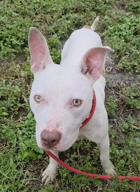 A young medium-sized female American Staffordshire Terrier dog named Whisper for adoption in Fort Lauderdale, FL