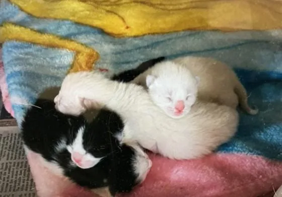 A baby small-sized female Domestic Short Hair cat named Nova for adoption in San Bernardino, CA